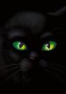black cat